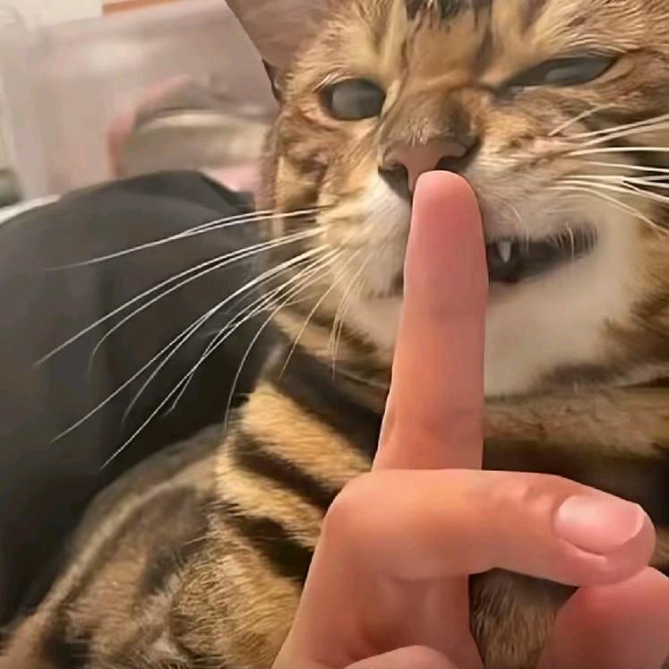 犹豫的枫