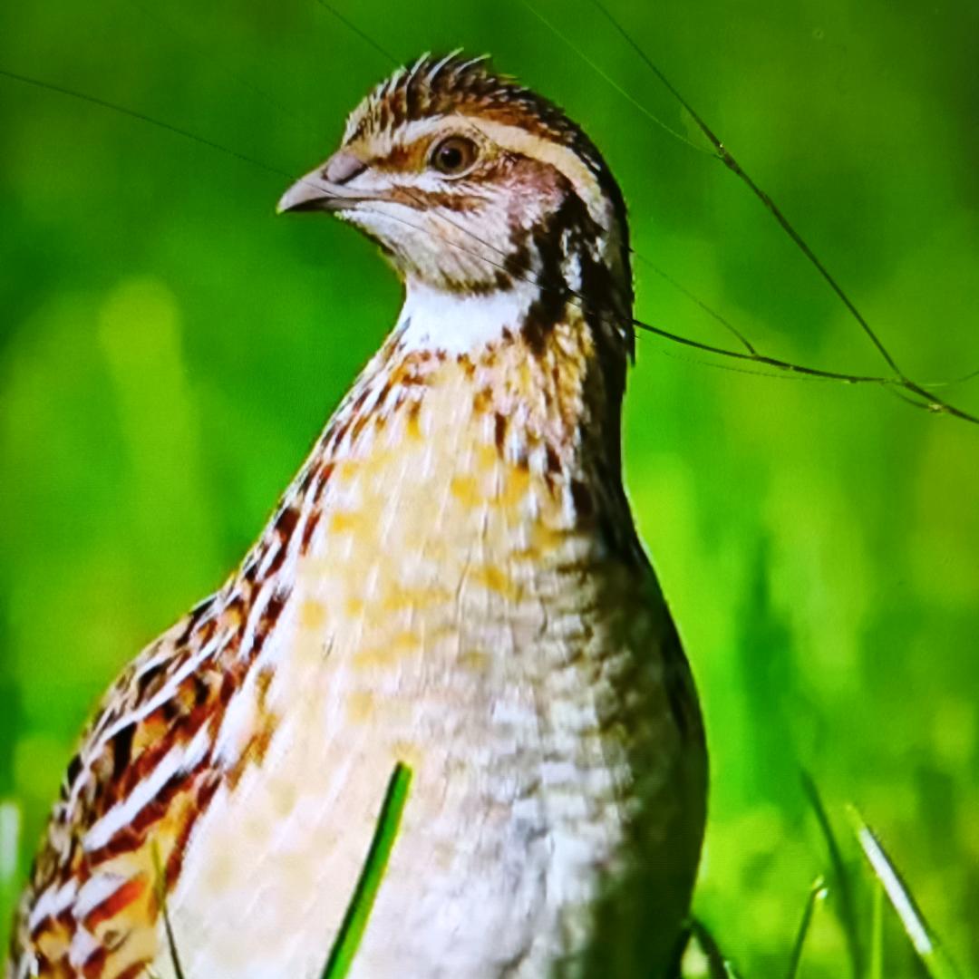 雪莲花🌸斗鹌鹑