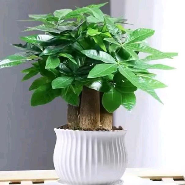 回忆带着薄荷香～