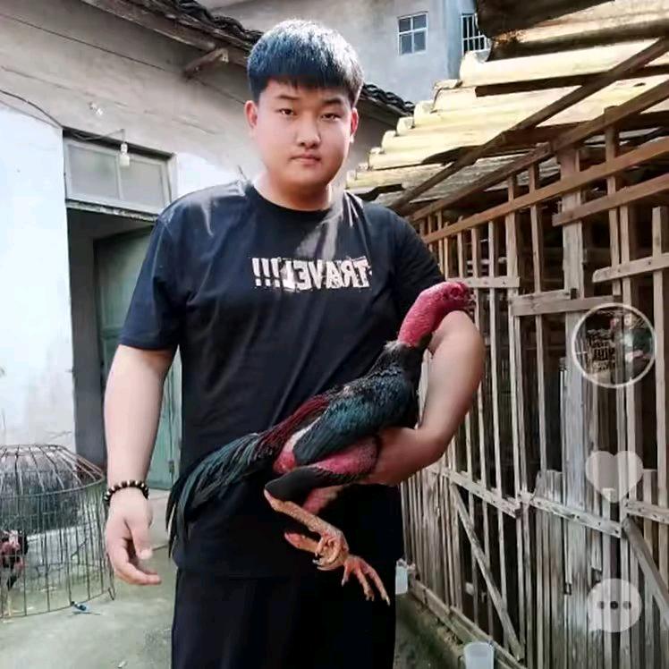 理想@斗鸡