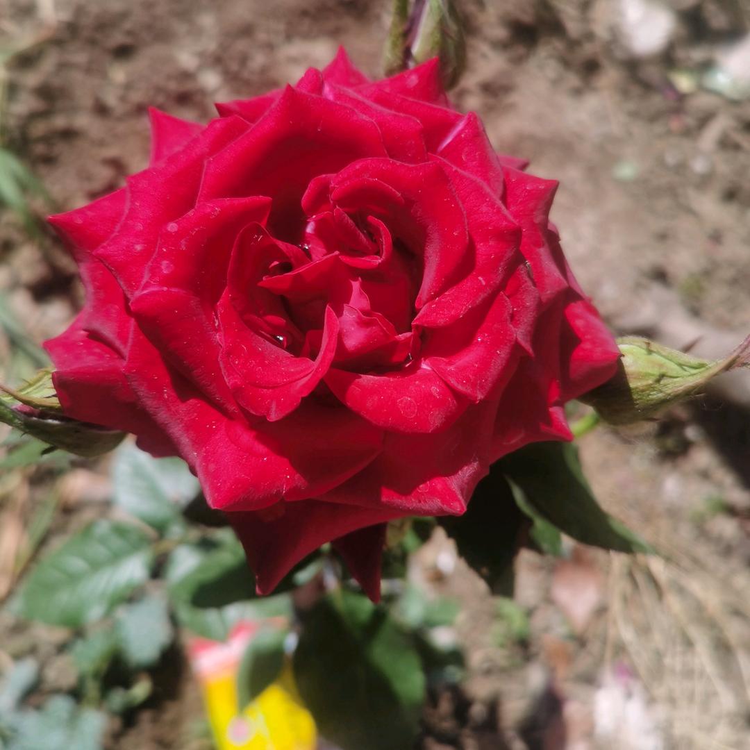 同花顺