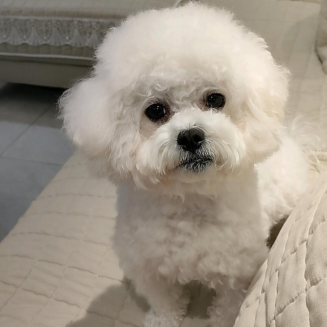 凡凡家的比熊
