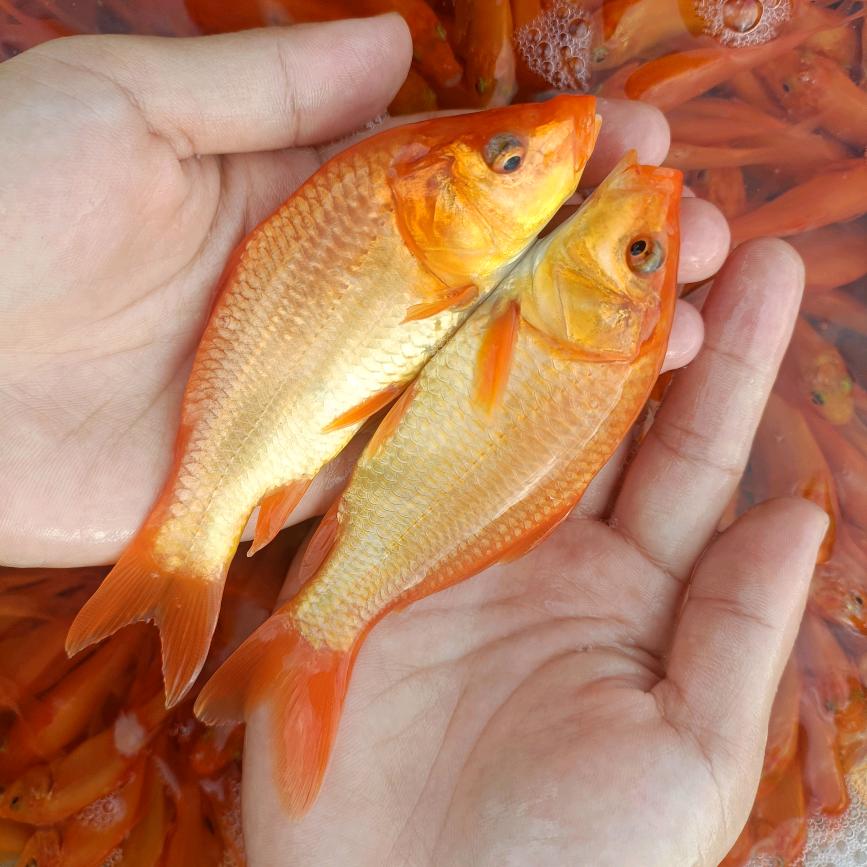 辉豪水产