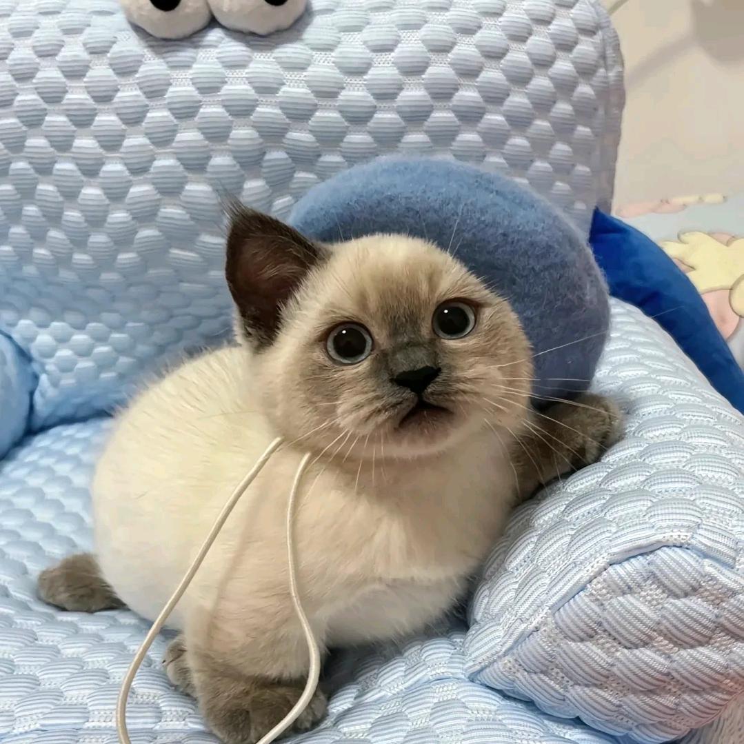 Yykcing