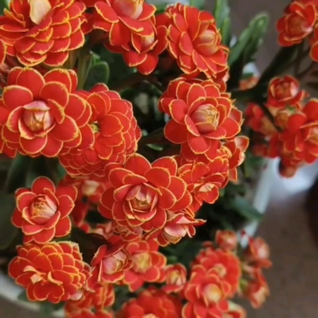 群英毕至(英才汇聚)