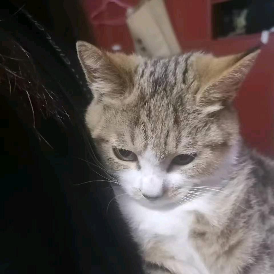 祭奠我死去的脚皮