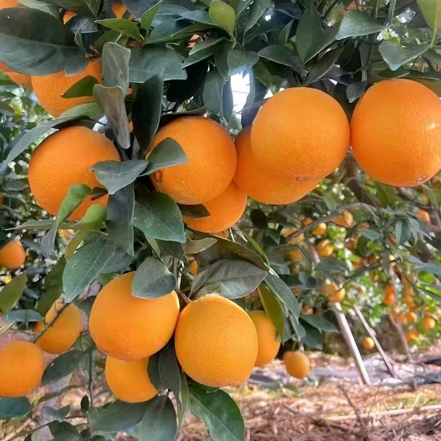 专供安西西瓜：安西脐橙