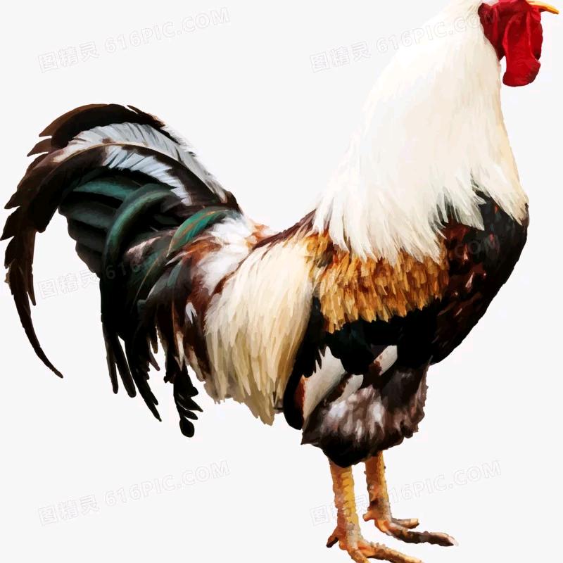 一毛不拔铁🐓