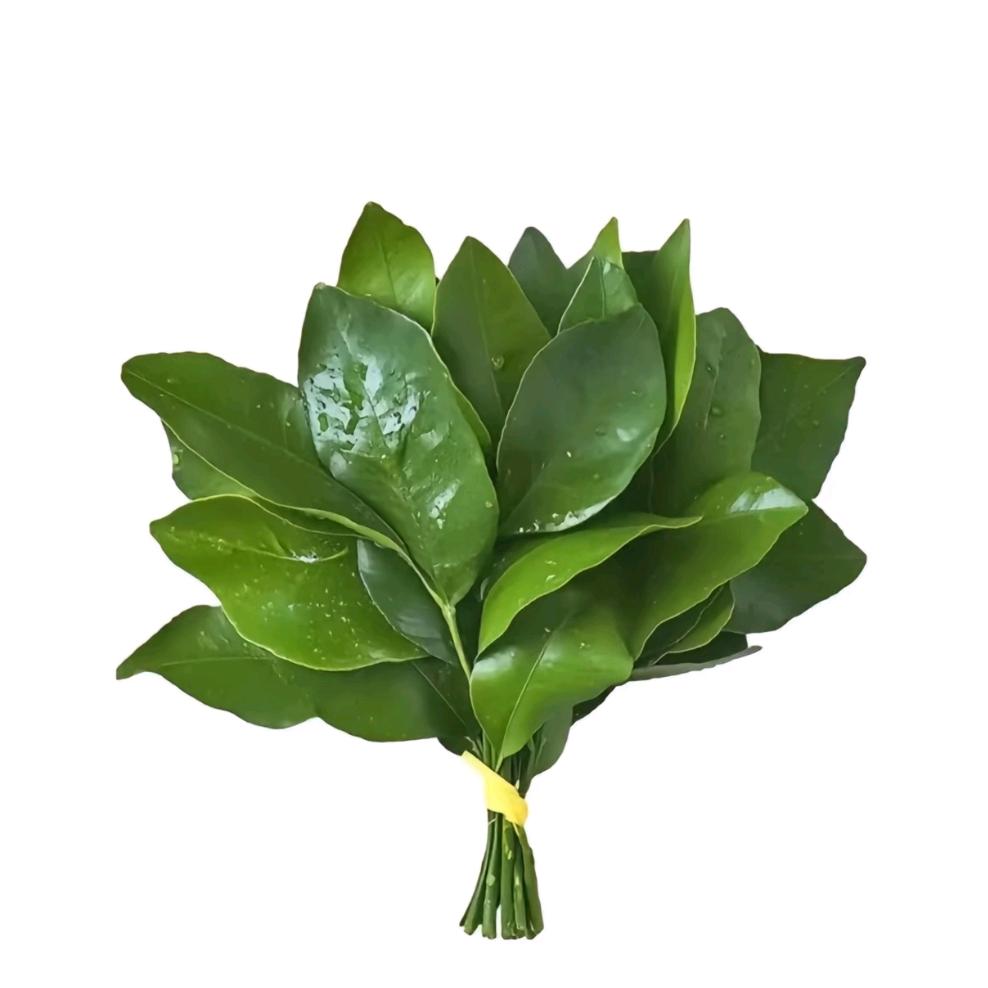 橙意🥥