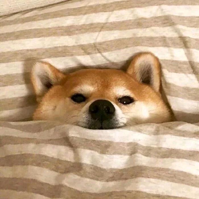 假假假假假