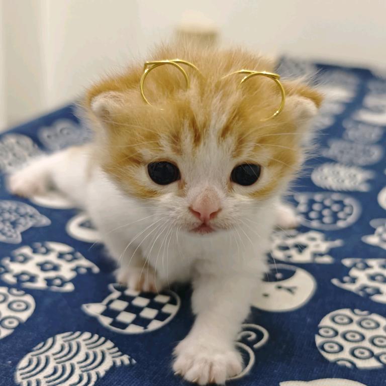 独生🐱 的日常