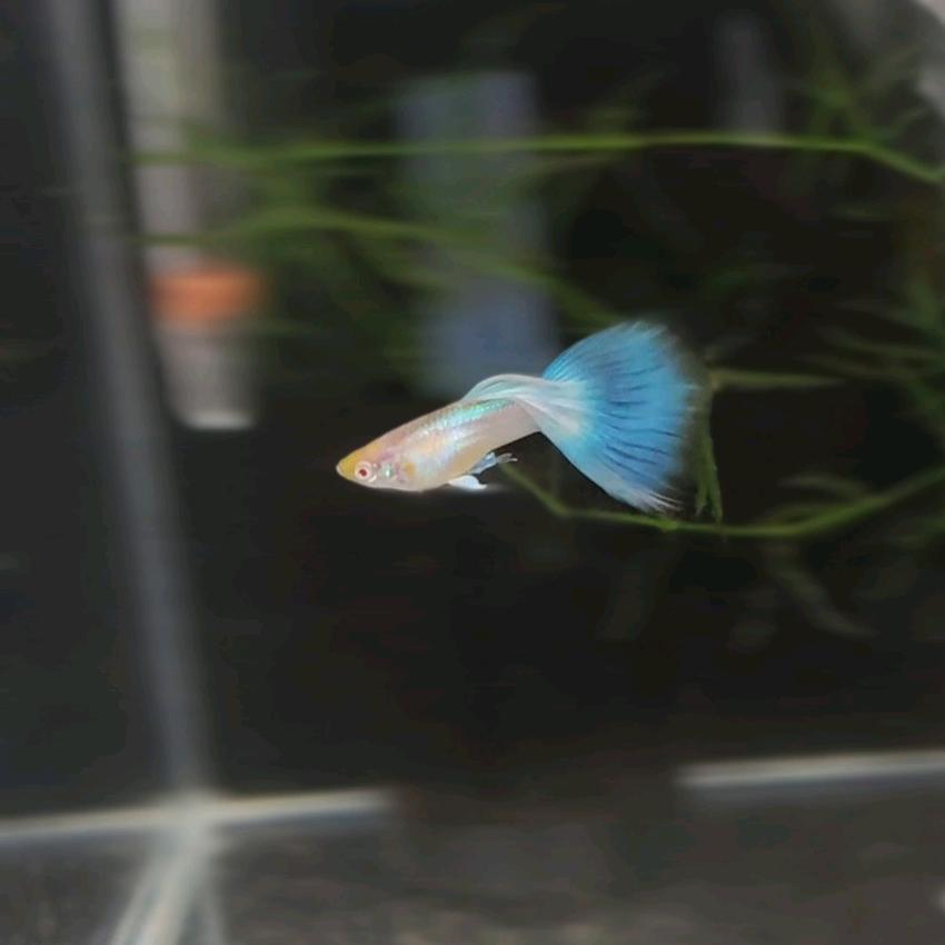 🌈养鱼🐟日记🐟🐟🐟