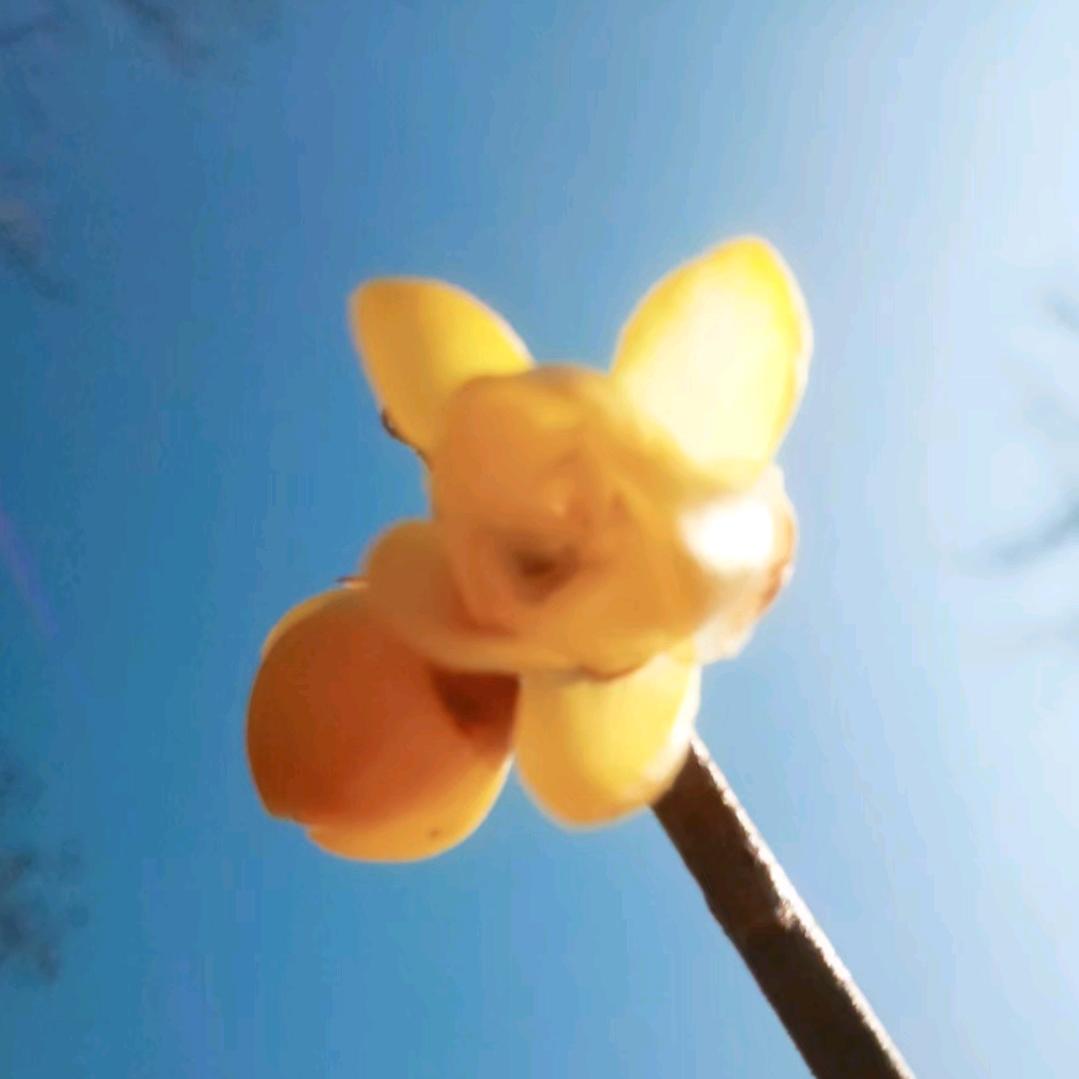 蔡明下的黑暗