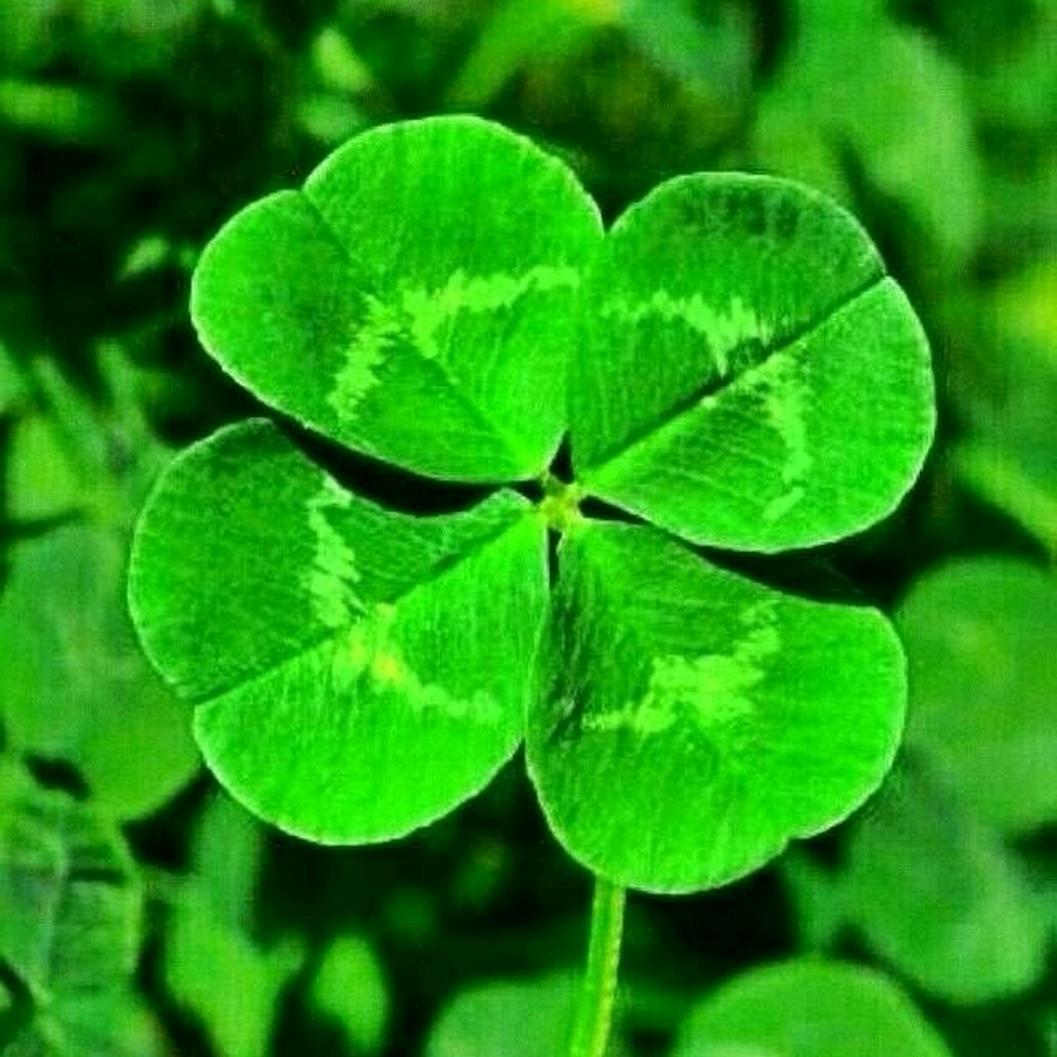 幸运🍀果蔬