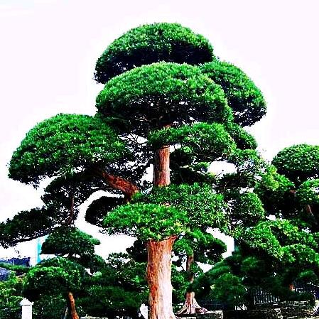 龙行天下