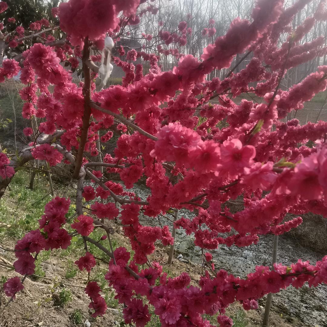 姓高，高髙在上，