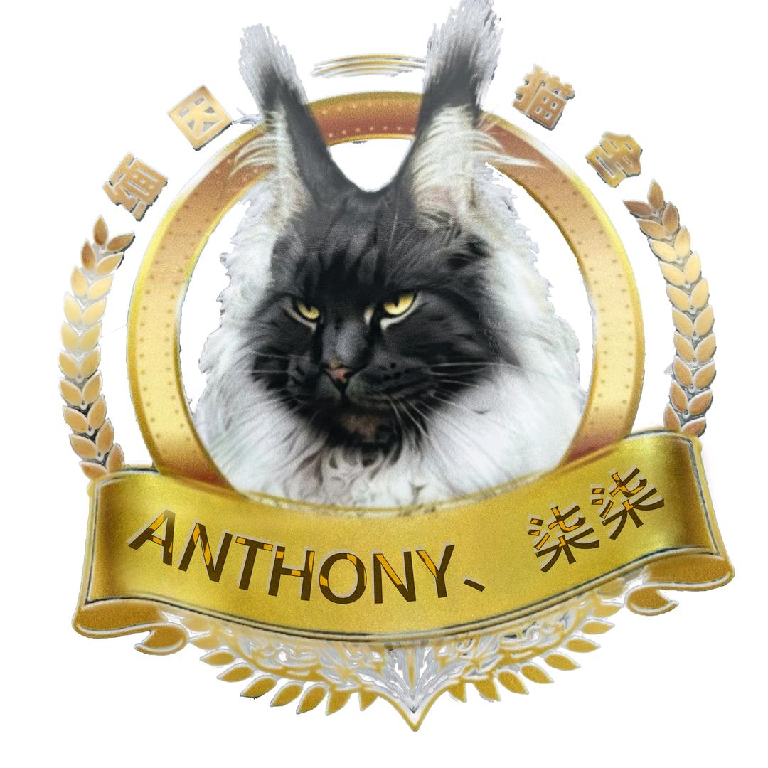 Anthony、缅因猫（柒柒）
