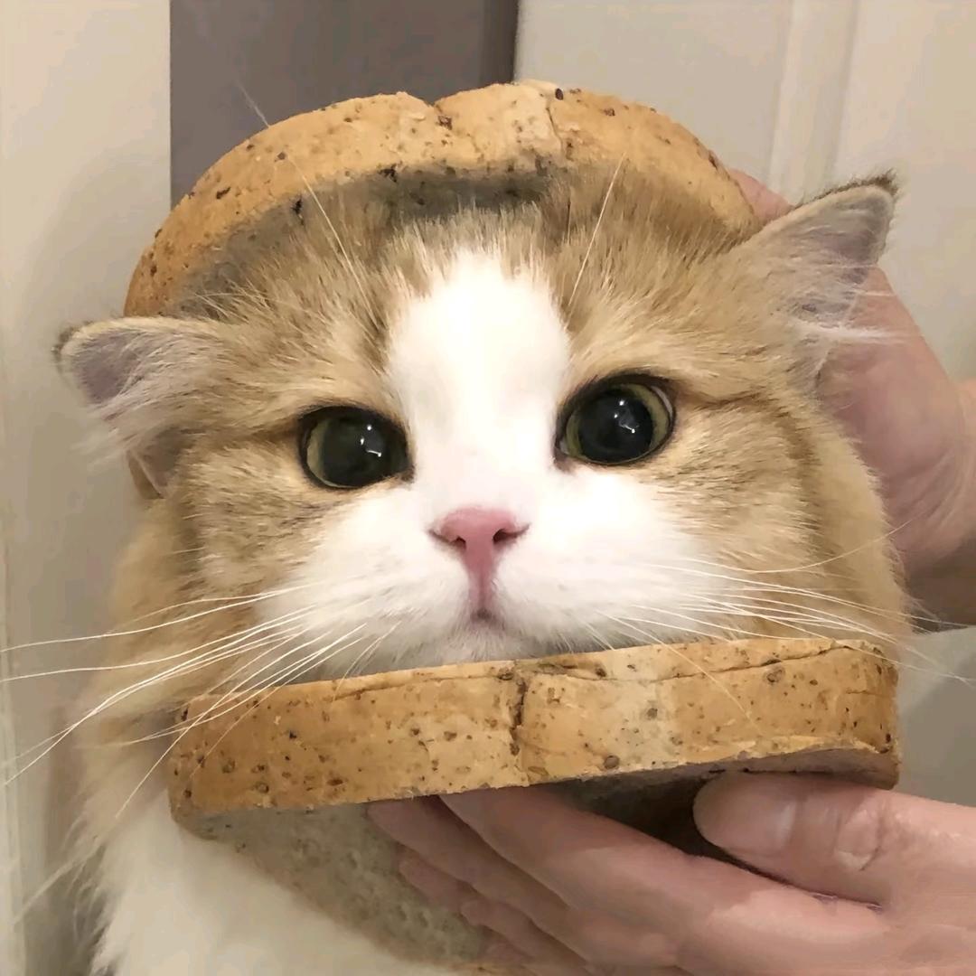 小猫病