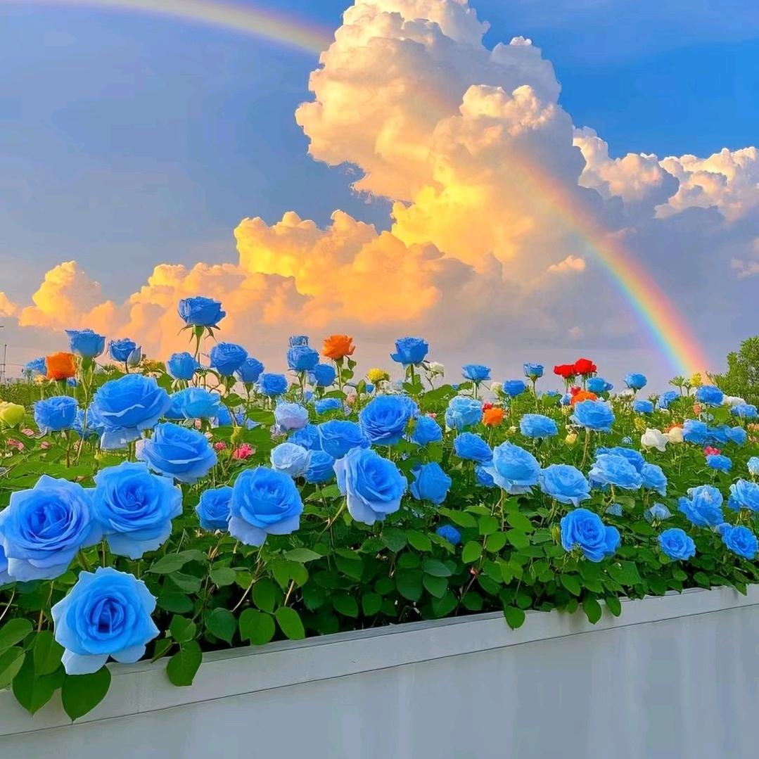 樱花雨