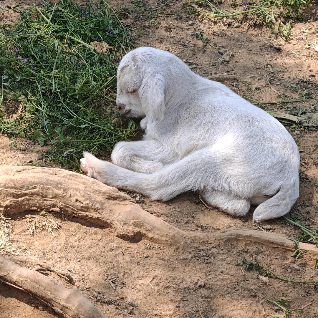 蒜鸟蒜鸟🐤🐤（休）