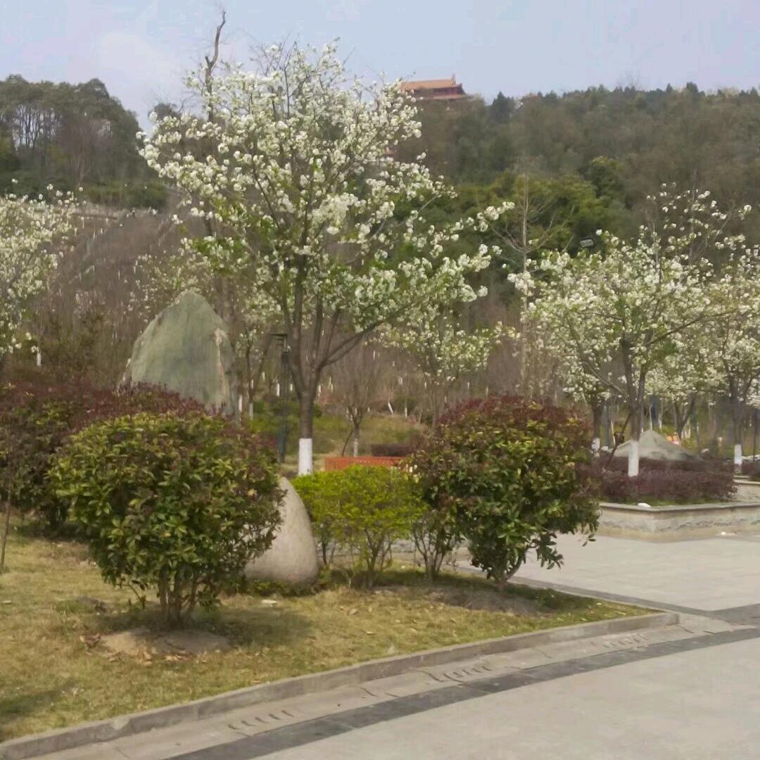 缘梦