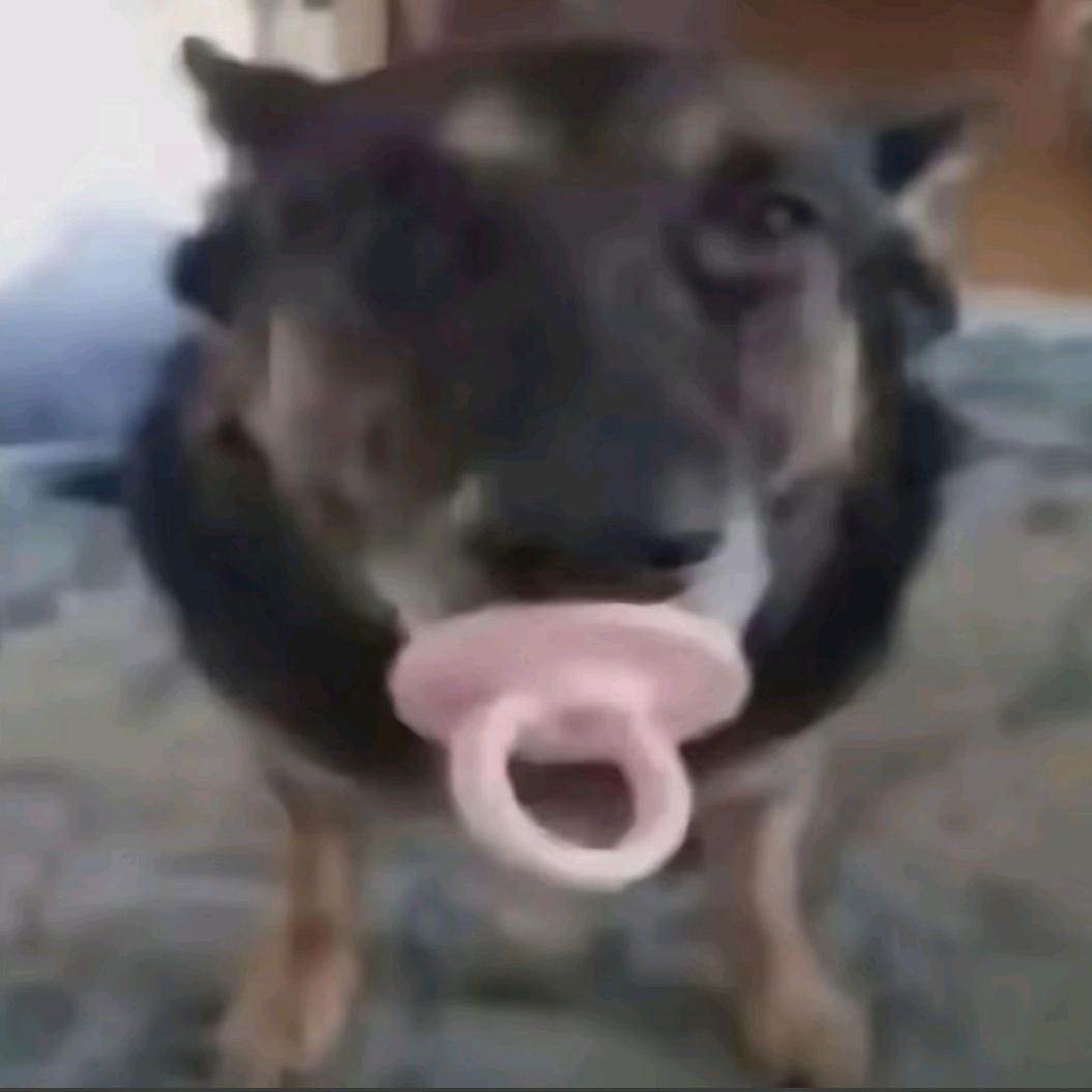 蛋小黑（直播号）