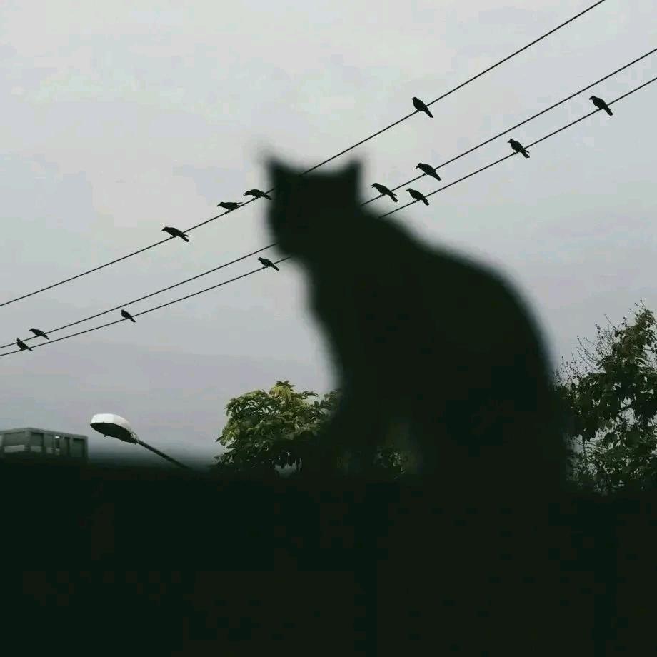小猫吗给我摸摸