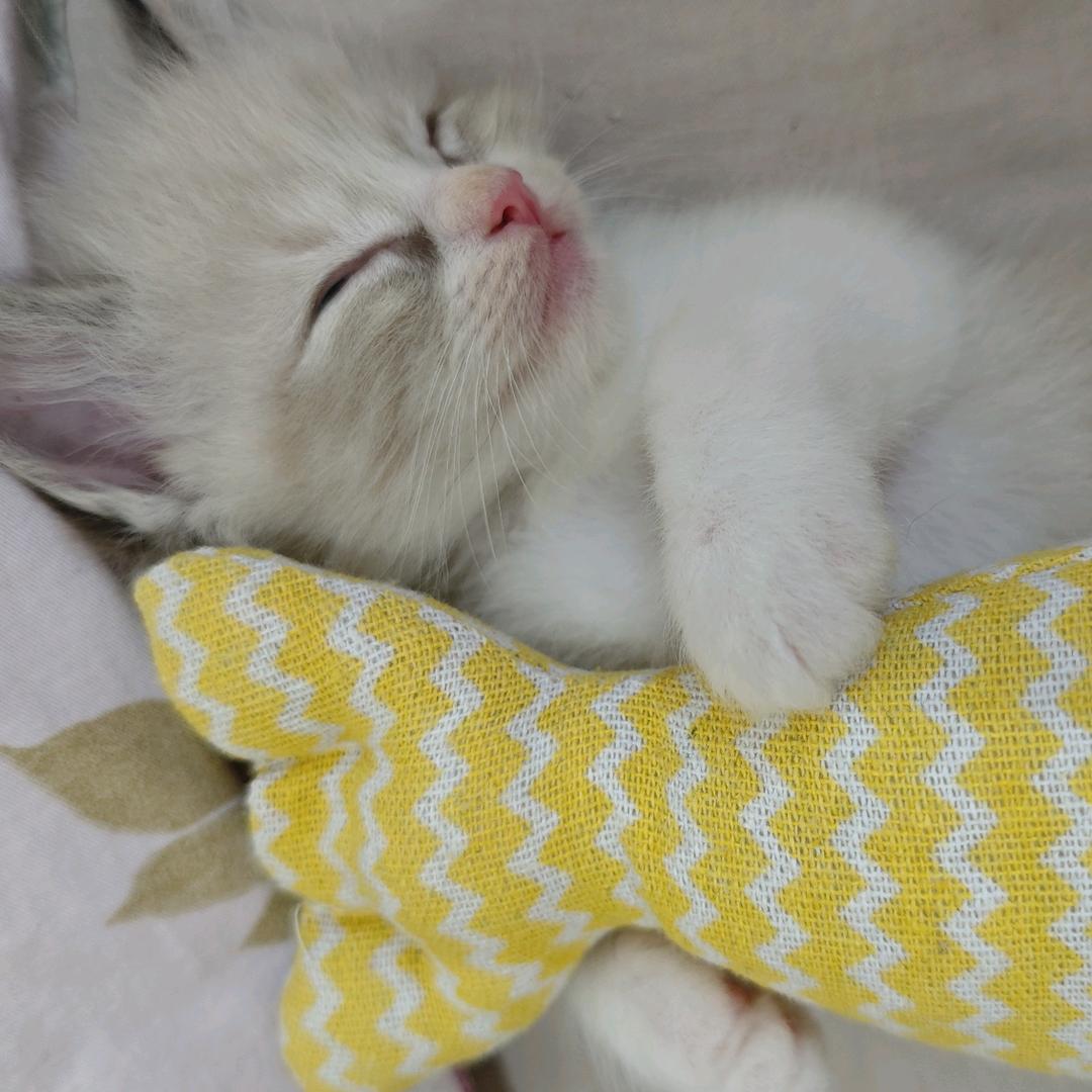 金又又皮又痒了