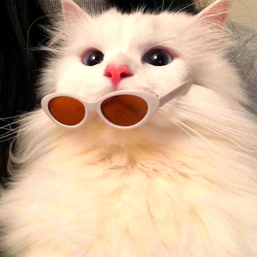琼玙