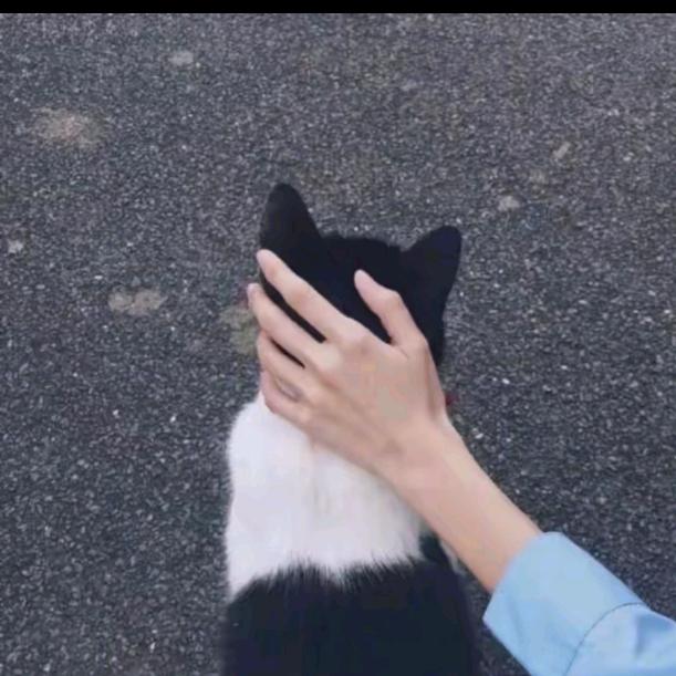 Neko🌙