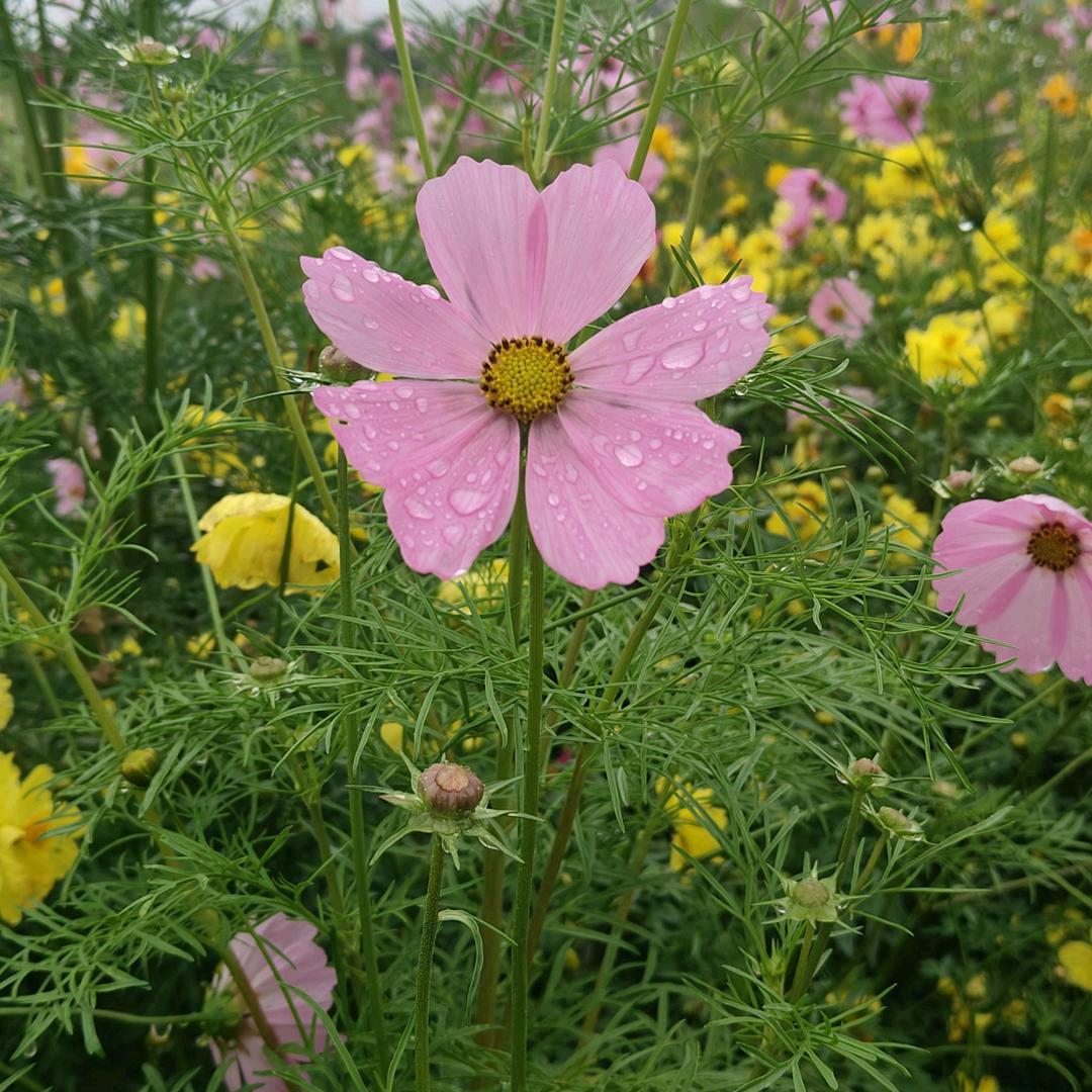 东方红