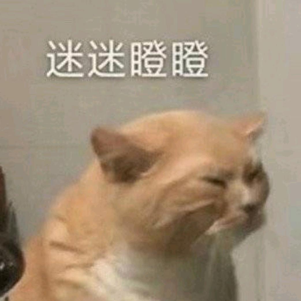爱打游戏的猫