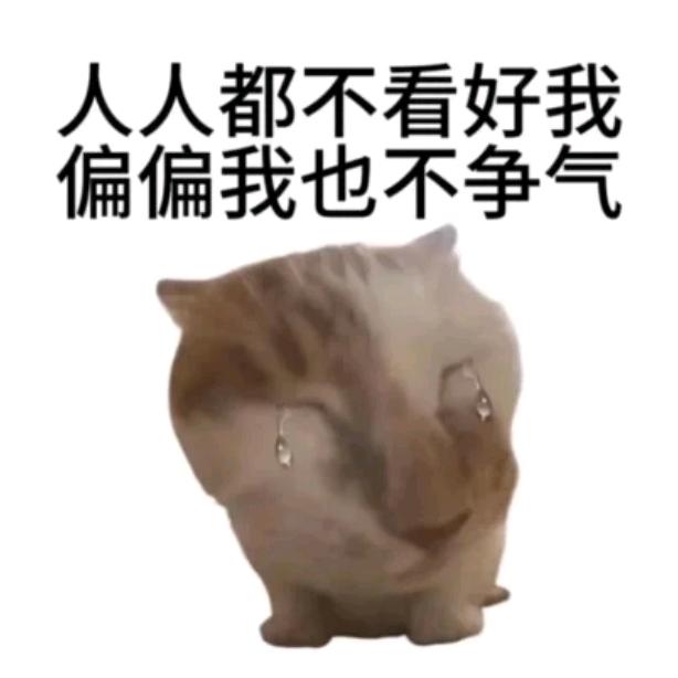 一只懒懒猫🐈