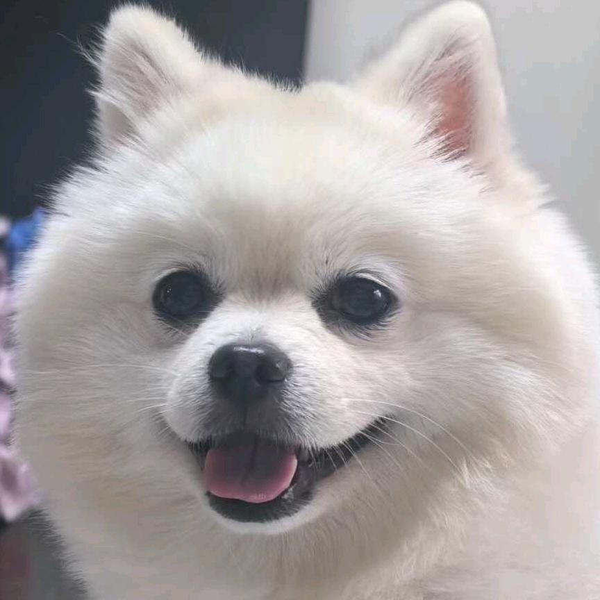 西红柿炒番茄