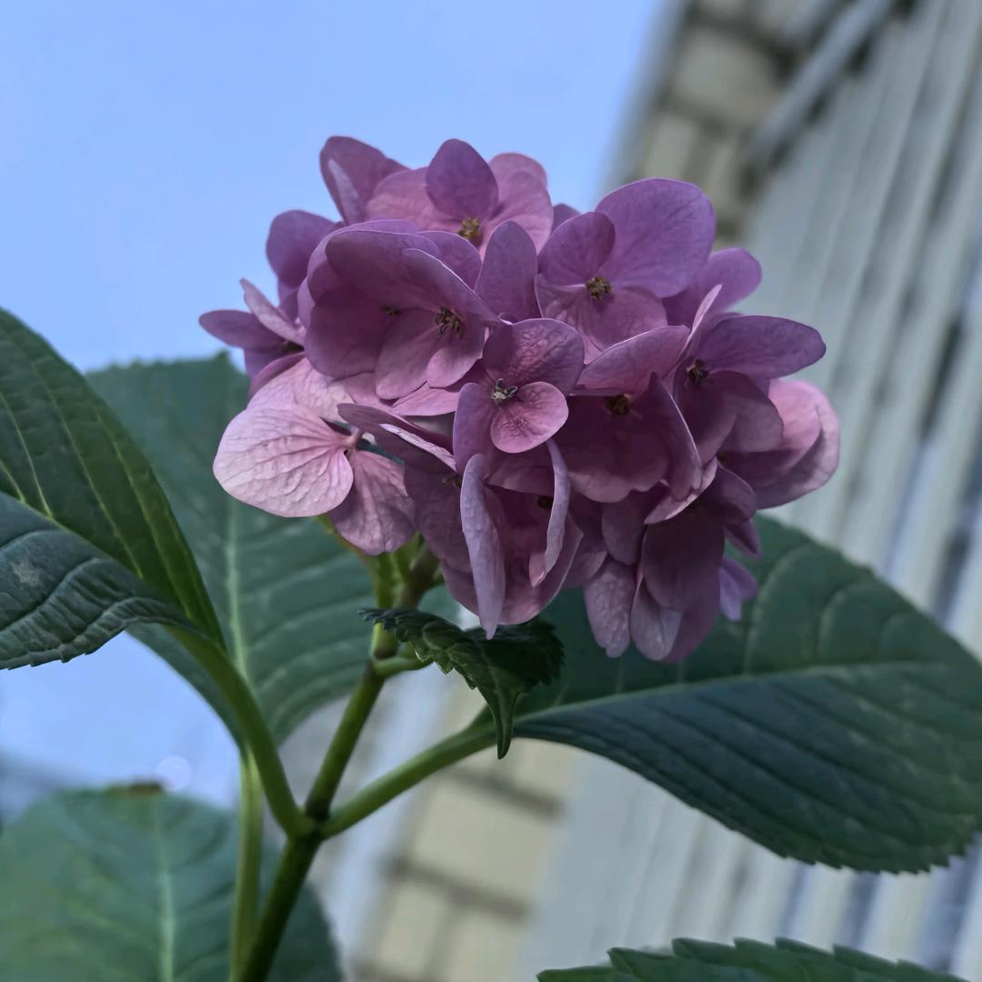 露露