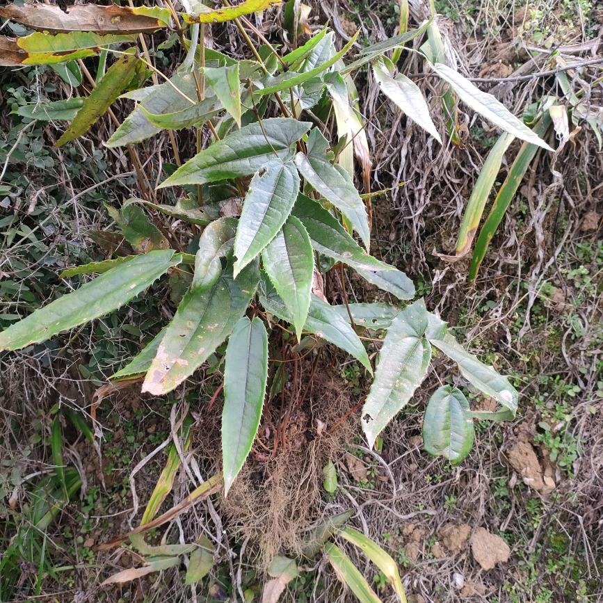 龚福林