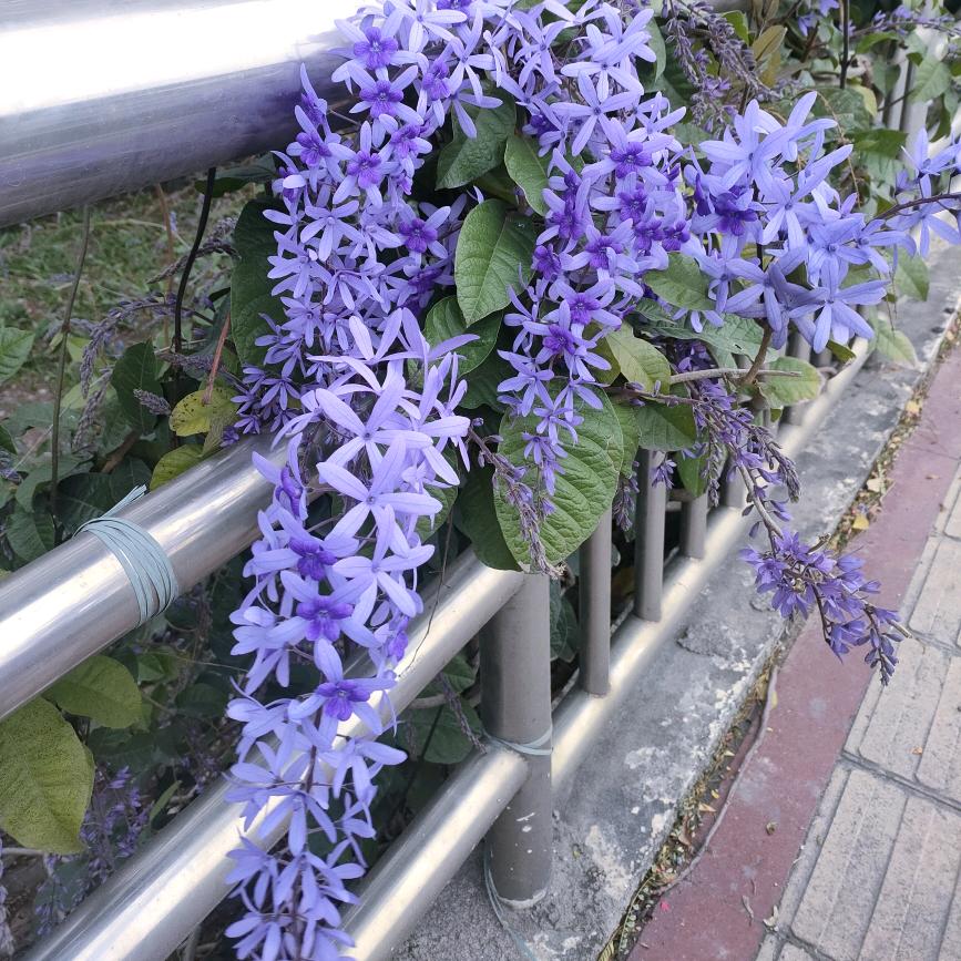 梅花三弄