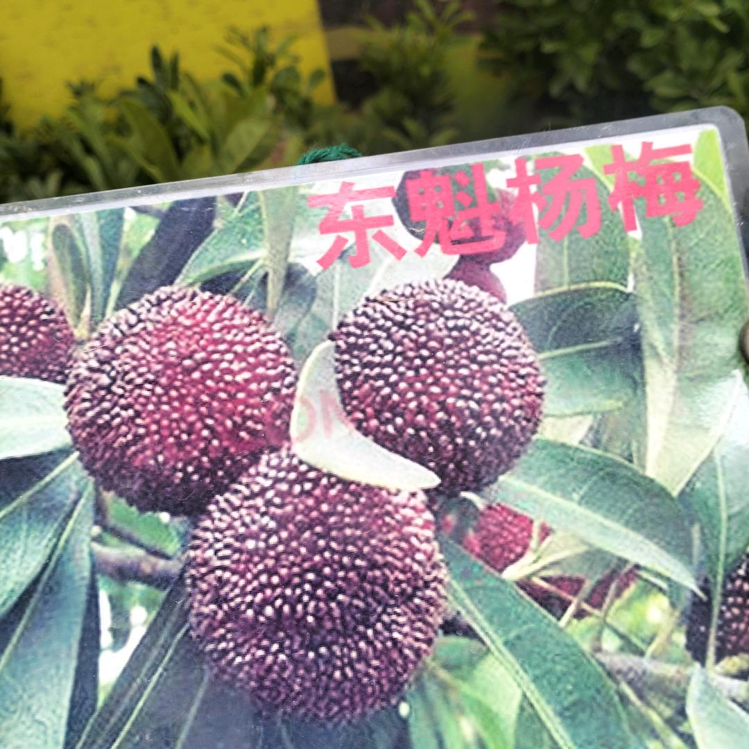 单身寂寞的我《希望余生有个人相伴》苗木人