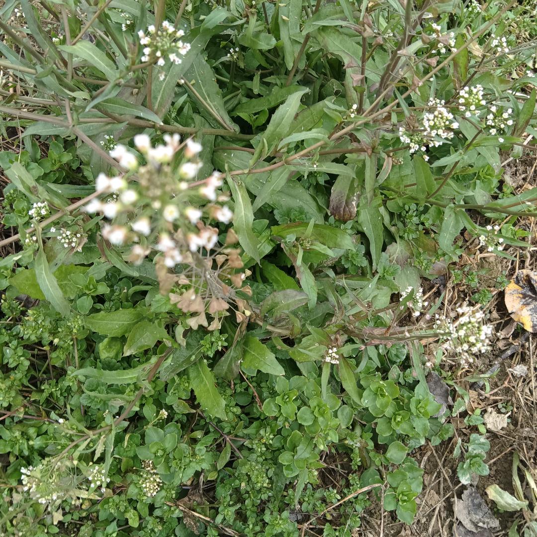 看你们谈情说爱