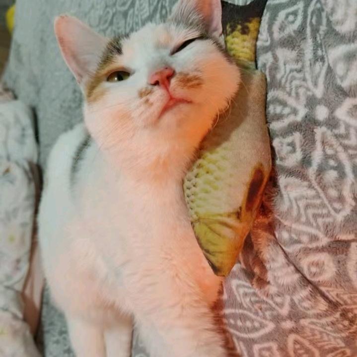 孤星入梦