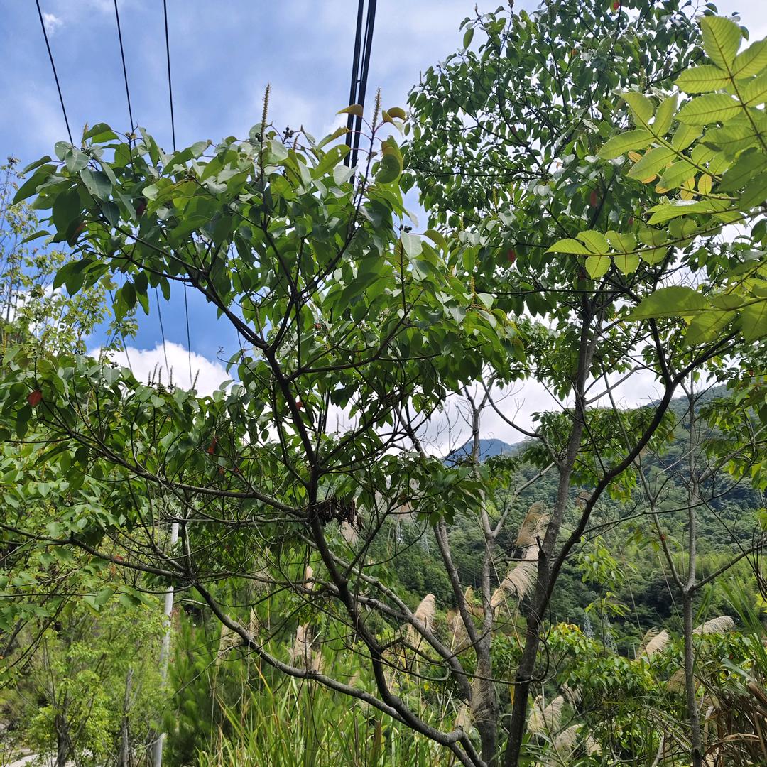 山青水秀