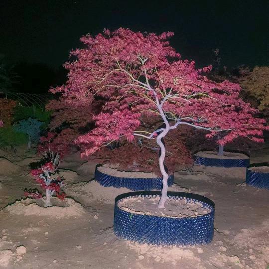 千馨艺花木种植有限公司