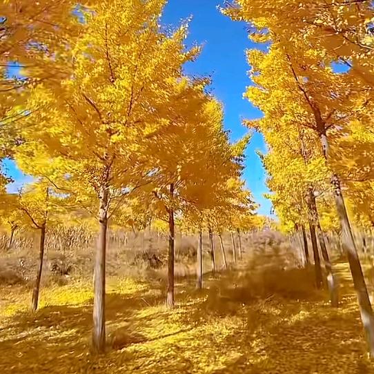 蓝色港湾（请不要连赞）