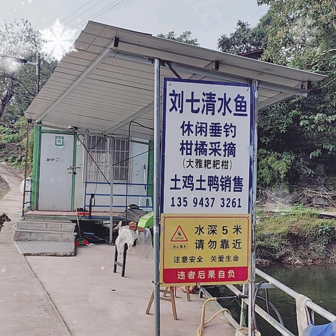 刘七清水鱼耙耙柑采摘🍊