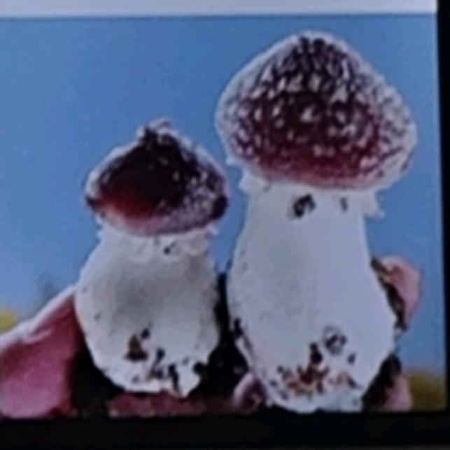 带你一起采蘑菇