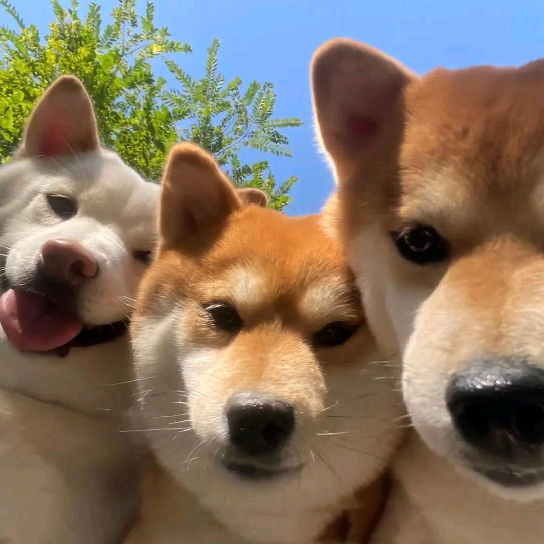 欧克欧克