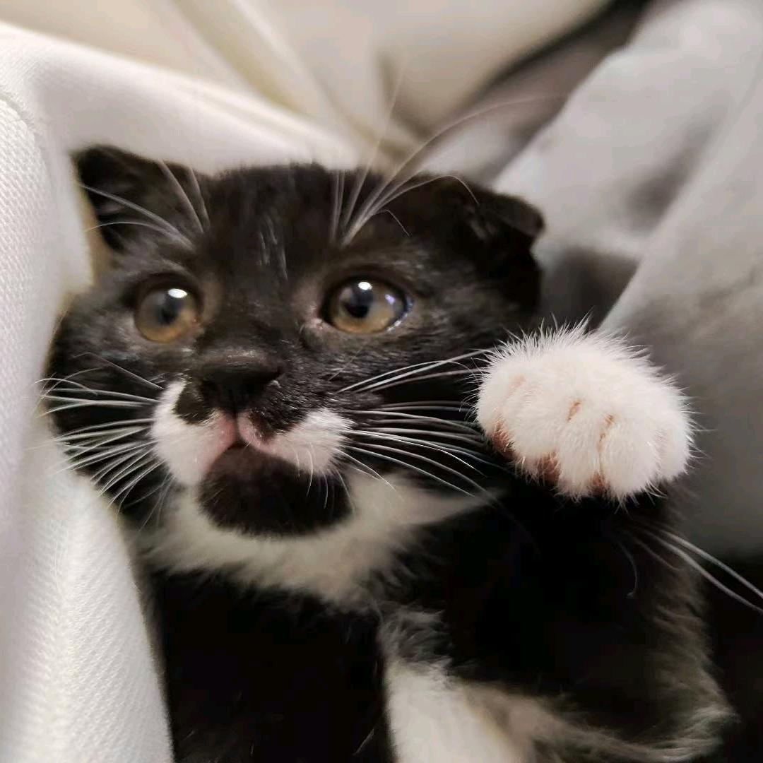 脆脆鱼