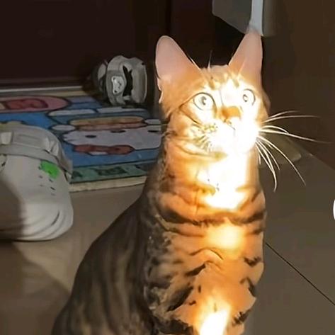 ＼(`Δ’)／k