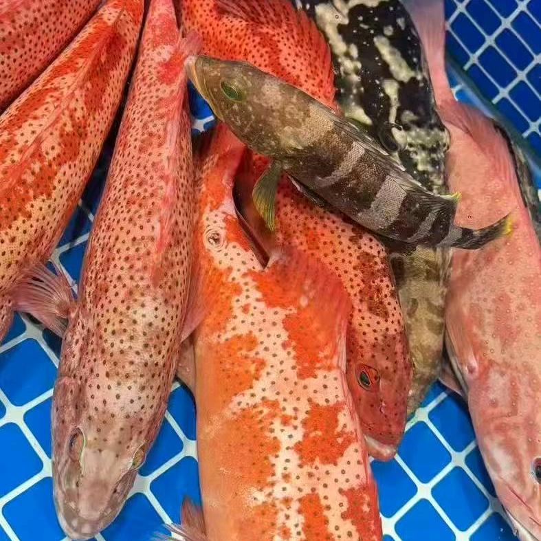 安海海鲜生蚝   俊