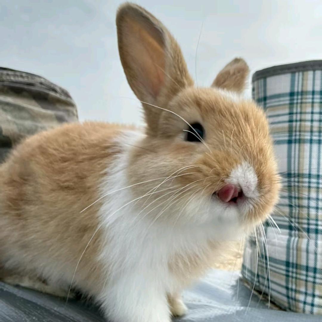 劍心携手靜心🐰